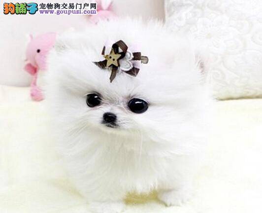 博美犬多大可以补钙 求解答