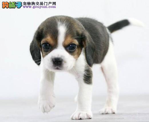 做完绝育手术后的比格犬会出现哪些你想不到的问题