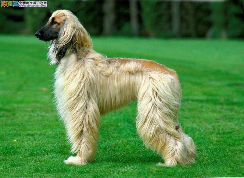 阿富汗猎犬总咬人，咬东西是什么毛病