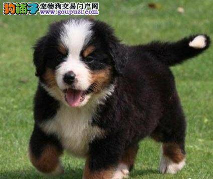 伯恩山犬适合老年人饲养吗