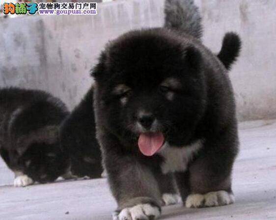 高加索犬有点感冒，而且总拉稀是怎么了