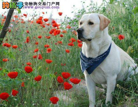 拉布拉多犬拉稀便带粘液如何治疗