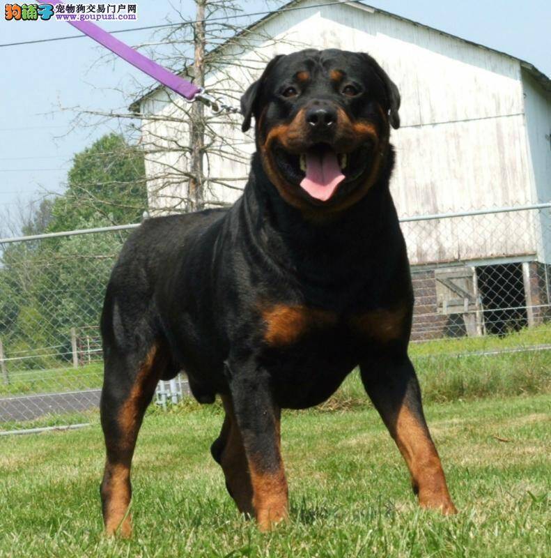 如何从小就让罗威纳犬更加的顺从你