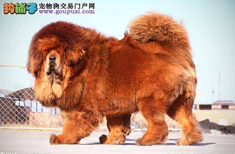 汪星老人的常见病 老年藏獒容易患上哪些疾病