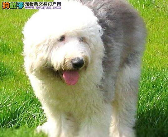 健康新方法 如何护理换牙期间的古代牧羊犬