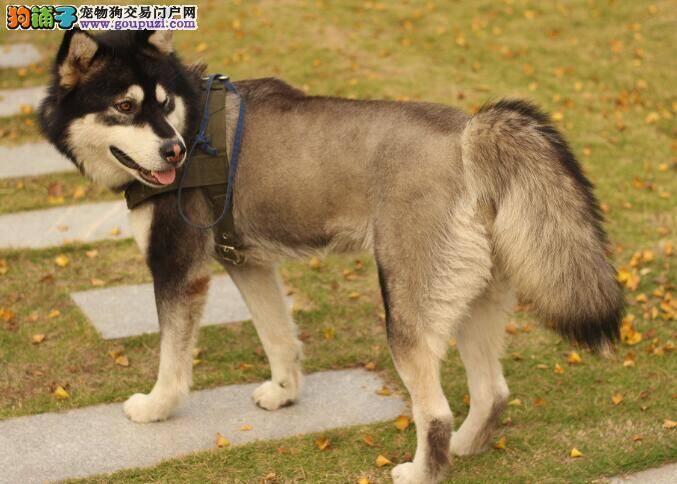 相同与不同 阿拉斯加雪橇犬与哈士奇的异同之处