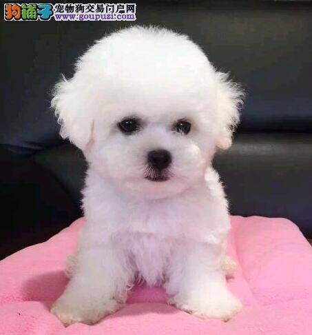 比熊犬细小刚好后食欲不振怎么办