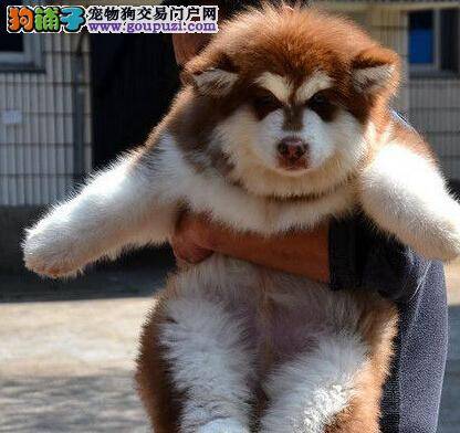 如何治疗患上感冒的阿拉斯加犬