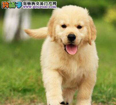 挑选一只健康的金毛犬应该遵循的原则