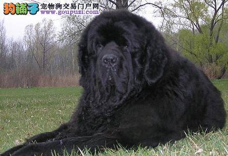 新狗主如何挑选健康的纽芬兰犬
