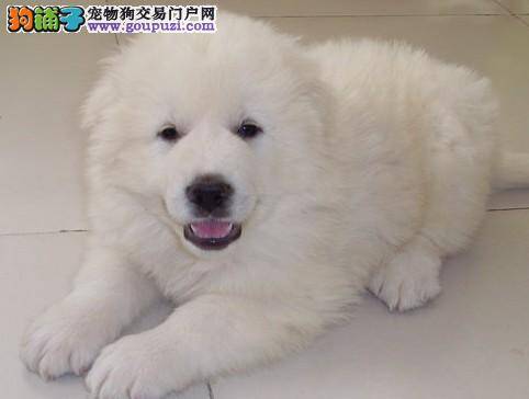 怎么从大白熊犬的毛发看它们的健康状况