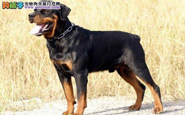 罗威纳犬性格怎么样 罗威纳的个性特点