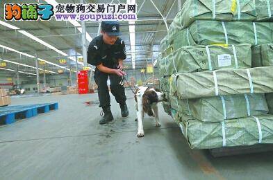 长春市入夏开始集中整治违规养犬行为