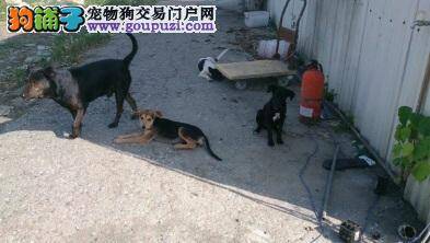 社子岛十月发现7狗遭毒死！动保团体吁友善共存