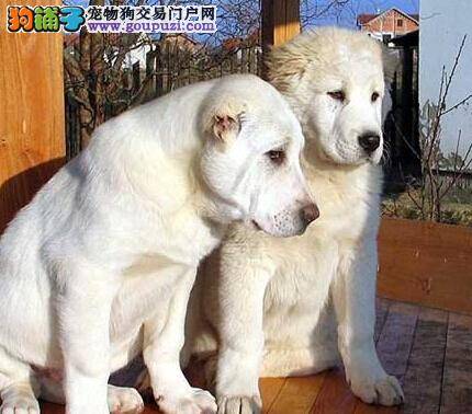 什么情况下才需要为中亚牧羊犬使用补充剂