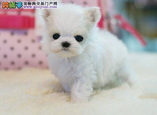 购买马尔济斯犬的常识问题解答