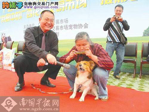 南宁宠物狂欢节 数百宠物狗登台"走秀"
