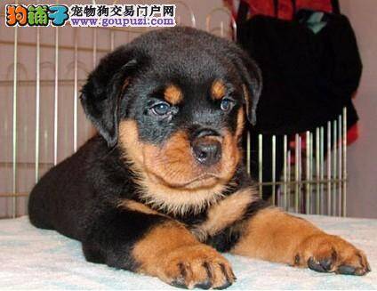 罗威纳犬眼圈发红，流眼泪没事吧