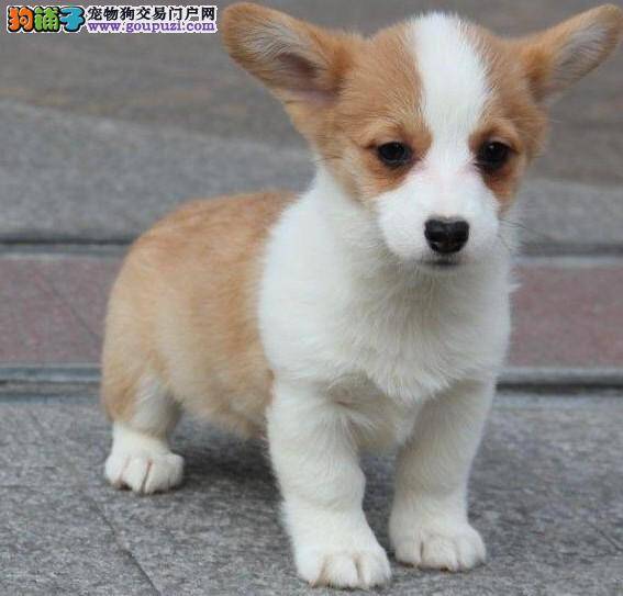 柯基犬呕吐，拉稀不吃东西要怎么治疗