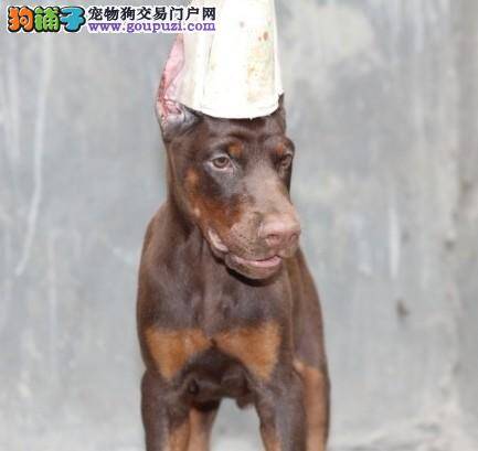 杜宾犬产后要多久才可以洗澡