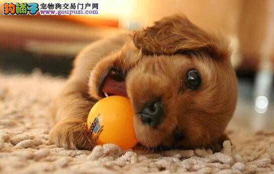 极品可卡犬的选购重点知识与应当遵守的选购原则