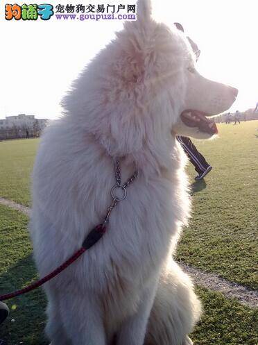 了解萨摩耶犬生活习性后再选购