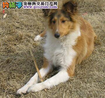 生命在于运动 如何带着喜乐蒂犬科学运动