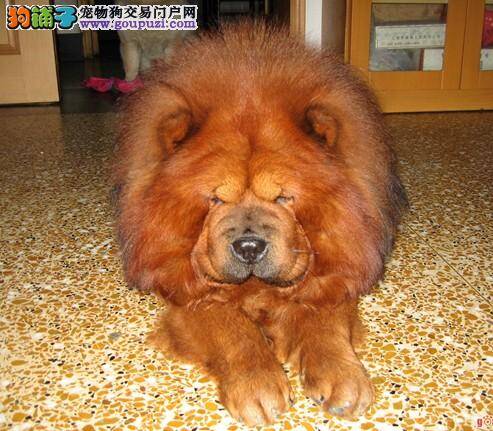 挑选松狮犬之前要注意它的哪些性格特点