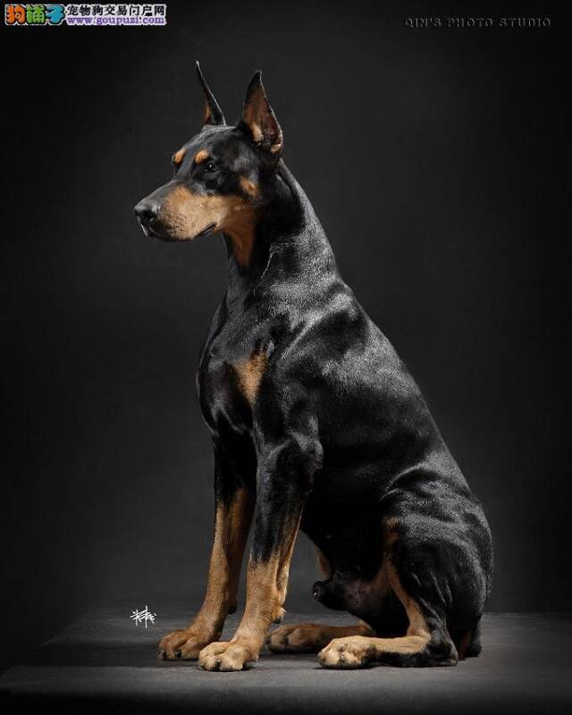 怀孕56天的杜宾犬又拉又吐挺让我上火的