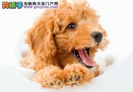 详解泰迪犬的性格特点与行为习惯