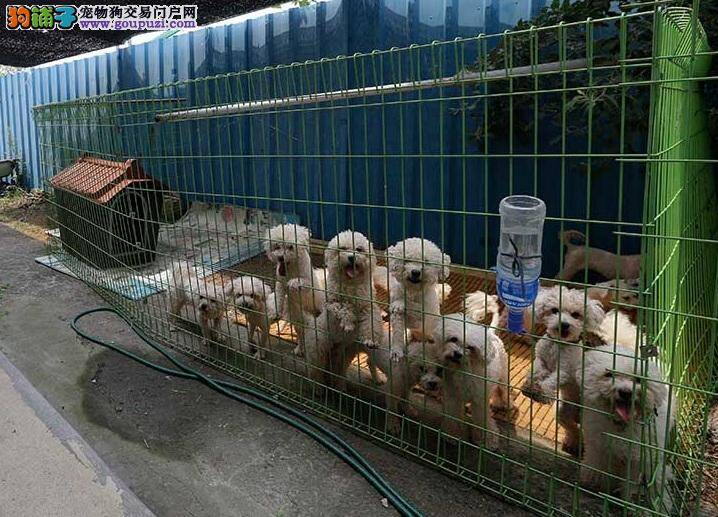 被控虐犬打趴 韩养狗场哀号：撑不住了！