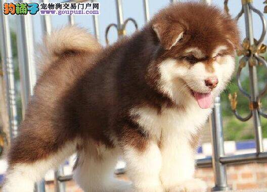 阿拉斯加犬口吐黄沫是怎么回事