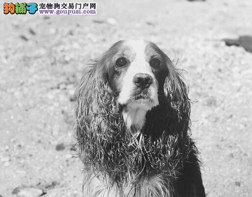 陪伴主人十二载 走失的英卡犬你在哪儿