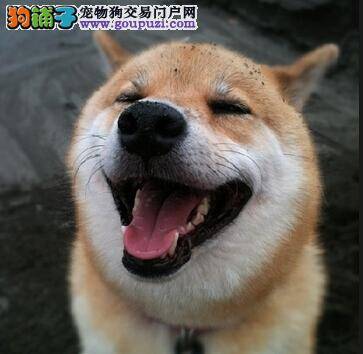 紧急外伤紧急处理 柴犬的脚掌受伤要如何护理