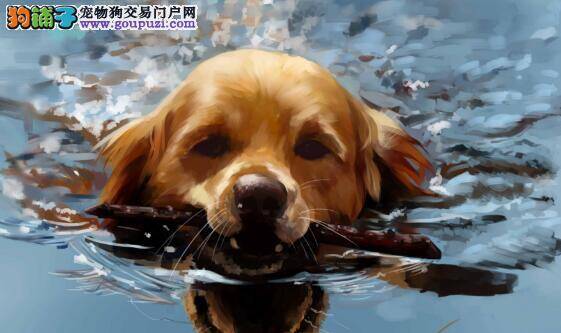 你知道怎样饲养金毛犬吗？