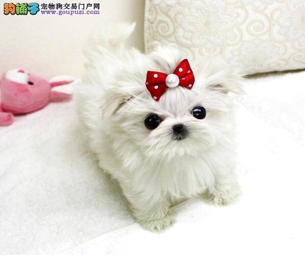 才买回家的马尔济斯犬咳嗽该怎么办