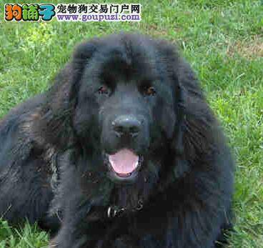 宠物小常识 如何让纽芬兰犬学会握手本领