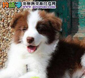 边境牧羊犬不爱吃饭，没精神是病了吗