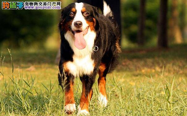 给伯恩山犬吃肝脏好不好 会有什么影响