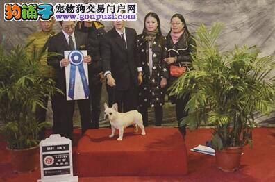 百余只萌犬在南京参加纯种犬超级大赛