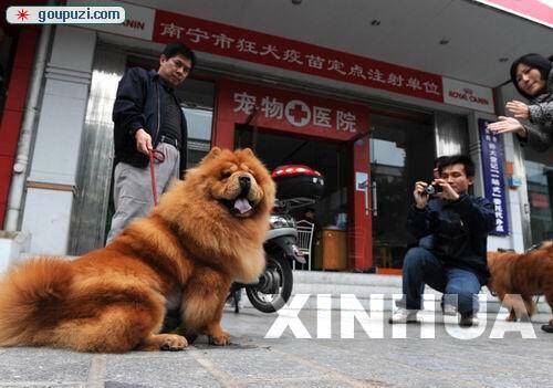 广西南宁宠物狗拥有自己的电子身份证