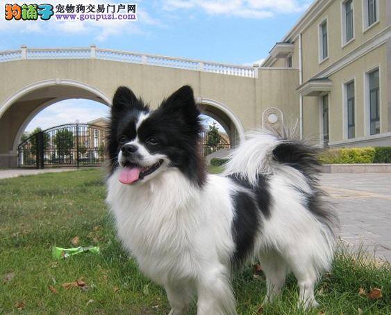 如何改掉蝴蝶犬不爱吃正餐的坏习惯