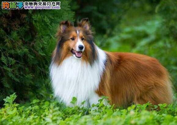 经验分享与参考 怎样挑选到满意的喜乐蒂犬