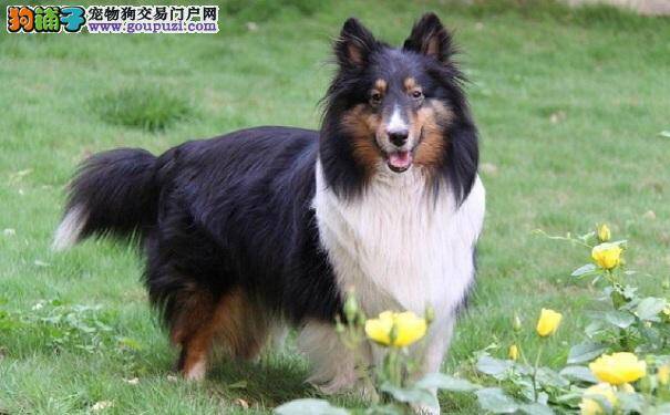 喜乐蒂牧羊犬能活多久 喜乐蒂牧羊犬的寿命