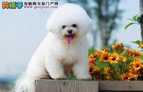 如何根据毛发特点区别比熊犬与泰迪犬的不同