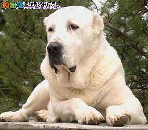 提高生活质量 给中亚牧羊犬选择合适的食盆和容器