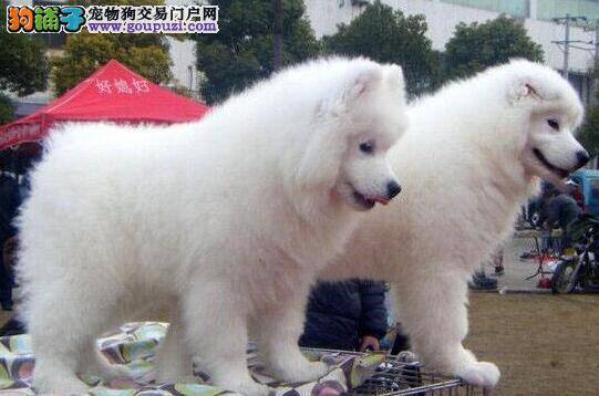 萨摩耶拉鲜血大便，吐口水如何是好