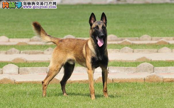 选购健康马犬的注意事项 购买马犬须知