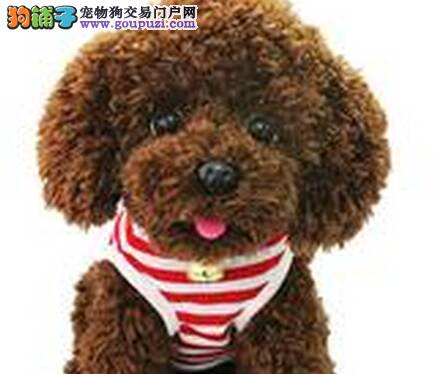 学会为受伤的泰迪犬处理伤口