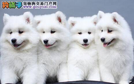 三个训练时期让萨摩耶走上成才之路